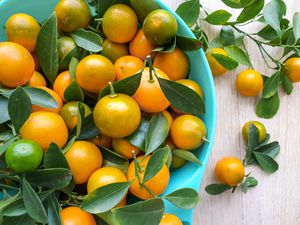 Bowl of Calamansi With Stems and Leaves 