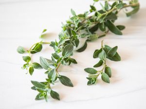 Oregano on the Counter