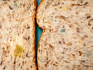 Close-up of mold on two slices of wholegrain bread