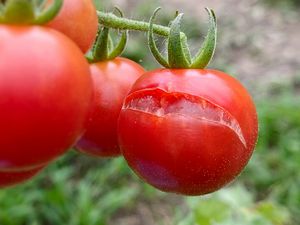 Cracked tomato on the vine